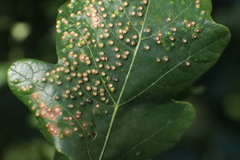 Neuroterus saltarius