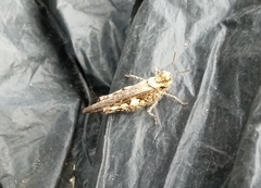 Acrotylus insubricus