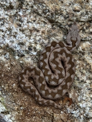 Vipera ammodytes