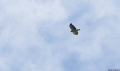 Buteo brachyurus