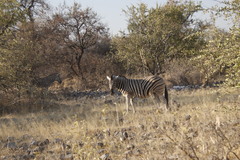 Equus quagga burchellii