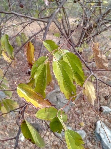 Grewia triflora image