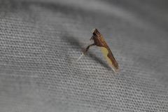 Caloptilia