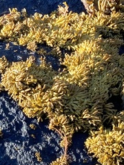 Pelvetia canaliculata