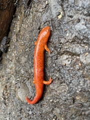 Pseudotriton ruber