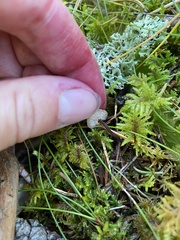 Auriscalpium vulgare