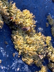 Pelvetia canaliculata