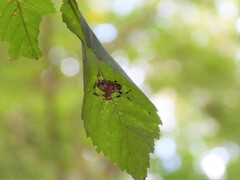 Neoscona domiciliorum