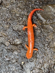 Pseudotriton ruber