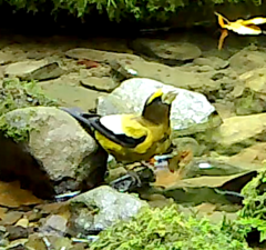 Coccothraustes vespertinus