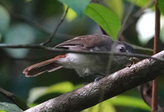 Malacopteron affine affine