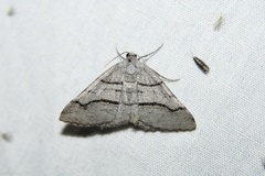 Digrammia continuata