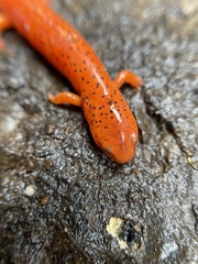 Pseudotriton ruber