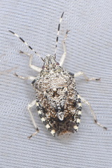 Rhaphigaster nebulosa