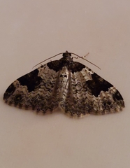Xanthorhoe fluctuata