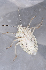 Rhaphigaster nebulosa
