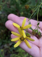 Helianthus microcephalus