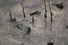 Telescopium telescopium