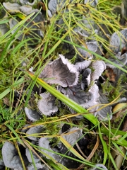 Peltigera canina