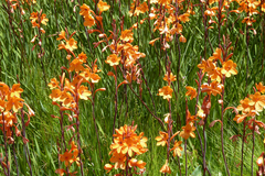 Watsonia