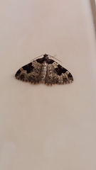 Xanthorhoe fluctuata