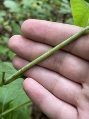 Helianthus microcephalus