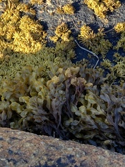 Fucus vesiculosus