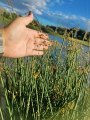 Schoenoplectus lacustris