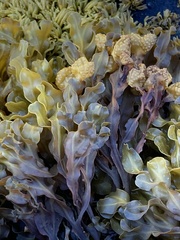 Fucus vesiculosus