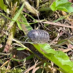 Armadillidium vulgare