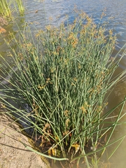 Schoenoplectus lacustris