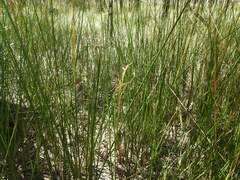 Machaerina articulata