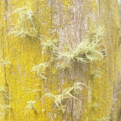 Usnea hirta
