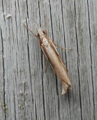 Orocrambus ramosellus