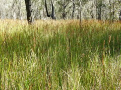 Machaerina rubiginosa