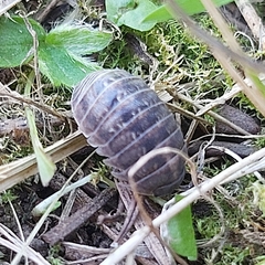 Armadillidium vulgare