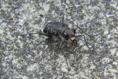 Cicindela tranquebarica