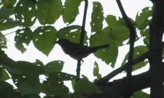 Vireo griseus