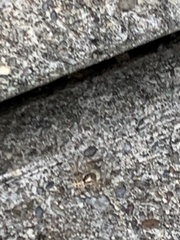 Menemerus semilimbatus