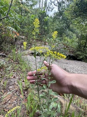 Solidago nemoralis