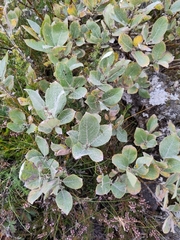 Salix lanata