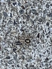 Menemerus semilimbatus