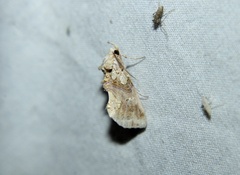 Plusiodonta compressipalpis