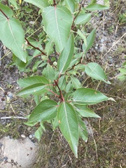 Populus trichocarpa