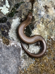 Ablepharus kitaibelii