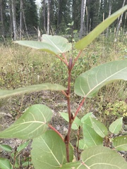 Populus trichocarpa