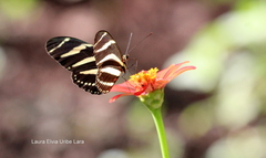 Heliconius charithonia