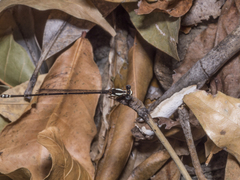 Nososticta impercepta
