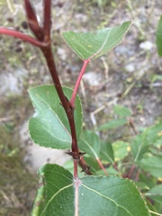 Populus trichocarpa
