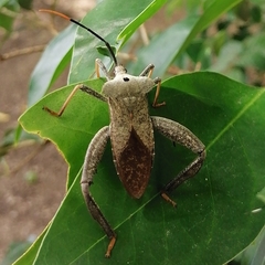 Acanthocephala alata